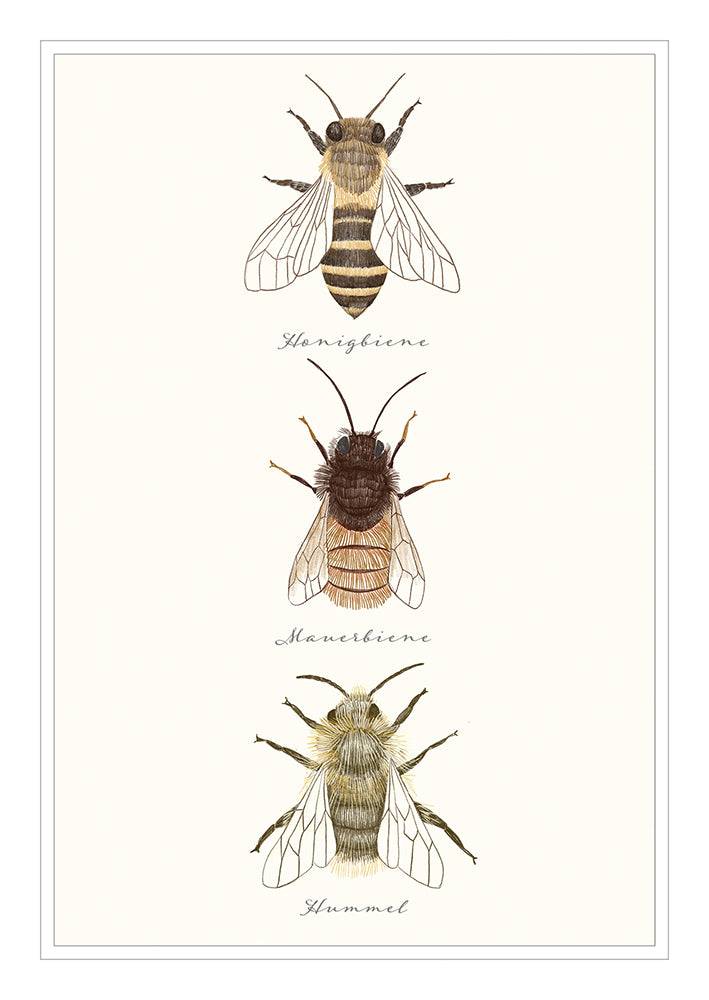 Frontcover zum Titel Bienen
