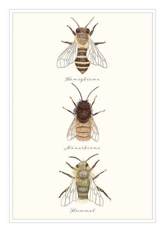 Frontcover zum Titel Bienen