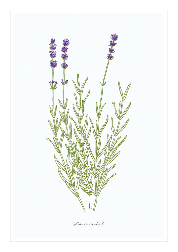 Frontcover zum Titel Lavendel