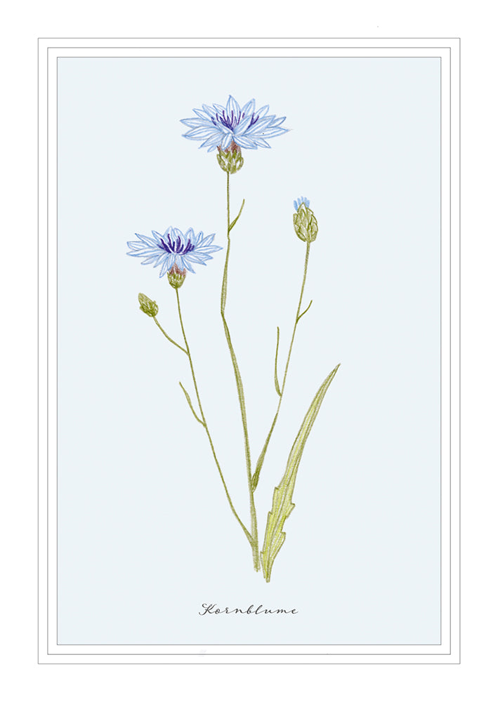 Frontcover zum Titel Kornblume