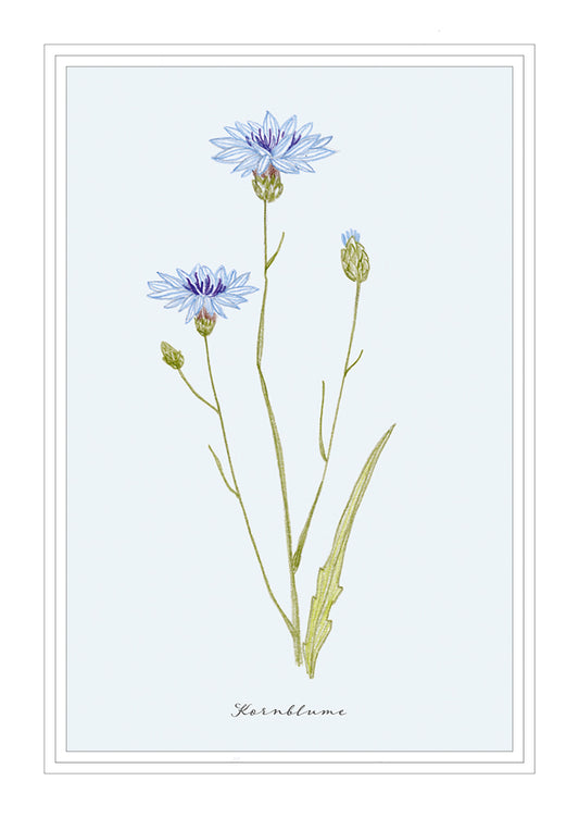 Frontcover zum Titel Kornblume