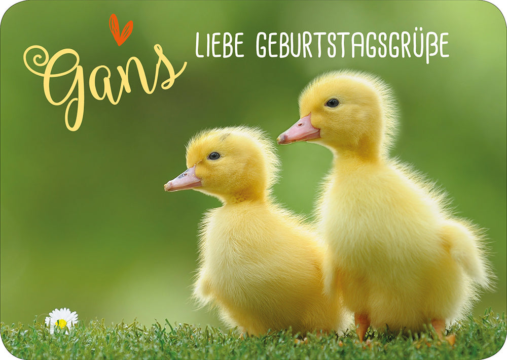 Frontcover zum Titel Gans liebe Geburtstagsgrüße